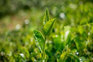 groene thee in het veld foto