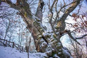 500 jaar oud eik in besneeuwd berg, quercus petraea foto