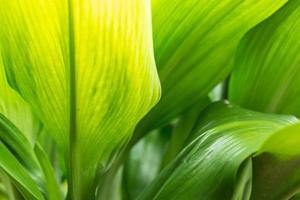 detailopname groen bladeren kleur en wazig groen blad in natuur. tropisch gebladerte en overlappende vertrekken een abstract natuurlijk bloemen achtergrond concept. foto