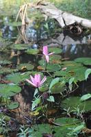 mooi roze water lelie bloem in water foto