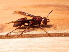 afbeelding van papier wesp ropalidia fasciata Aan een houten tafel foto