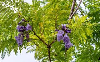 groen ebbenhout, jacaranda bloeiend in de tuin foto
