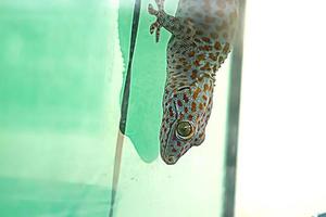 grote gekko hagedis hagedis familie reptiel dier op het dak van het huis foto