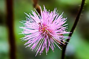 roze bloem met vervagen achtergrond structuur foto