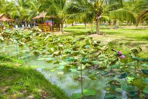 roze bloem bloesems en lotus bladeren zijn mooi in een water tuin naast een kokosnoot plantage. foto