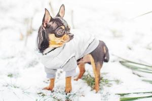 een driekleur chihuahua hond in een grijs hesje is staand in de sneeuw. een klein volbloed hond in winter. foto