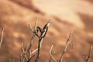 Indisch silverbill vogels, buik. foto