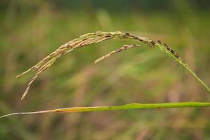rijp gouden rijstveld rijst- piek met de wazig achtergrond foto