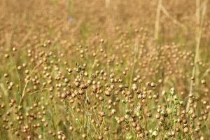 boekweit veld- in de platteland gedurende de dag. boekweit oren in herfst gedurende oogsten. foto