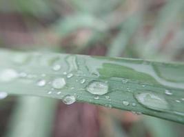 gedaald herfst ochtend- dauw Aan de bladeren van planten foto