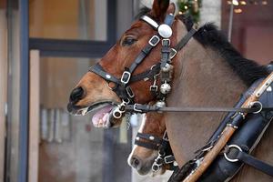 wagon paard Aan sneeuw detail foto