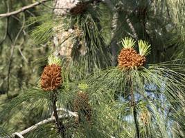 pinus canaeriensis kanarie eilanden pijnboom boom bloesem foto