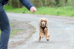 gelukkig puppy hond rennen naar u foto