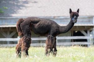 geschoren alpaca portret terwijl op zoek Bij u foto