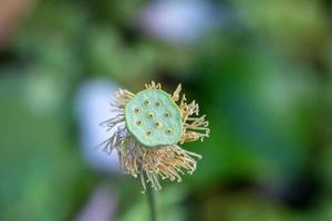 water bloemen Bij water tuinen van vaipahi, Tahiti, Frans Polynesië foto