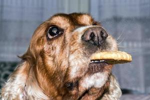 jong hond Holding een biscuit foto