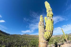 Californië reusachtig woestijn cactus dichtbij omhoog foto