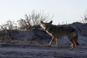 coyote Aan de zand foto