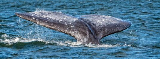 grijs walvis staart gaan naar beneden in oceaan Bij zonsondergang foto