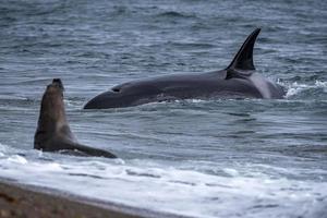 orka moordenaar walvis aanval een zegel zee leeuw Aan de strand foto