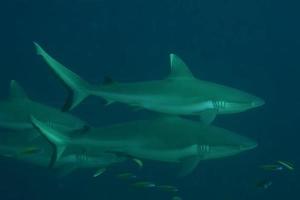 een haai kaken en oog dichtbij omhoog onderwater- op zoek Bij u klaar naar aanval foto