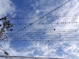 rood vogelstand Aan elektrisch macht lijnen foto