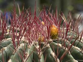 cactus dichtbij omhoog detail foto