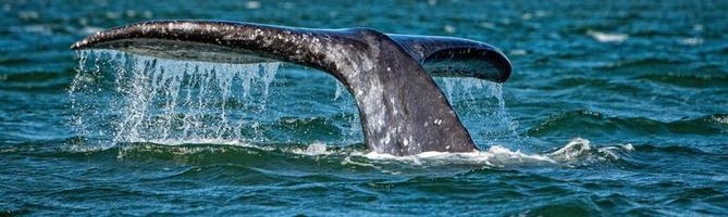 grijs walvis staart gaan naar beneden in oceaan Bij zonsondergang foto