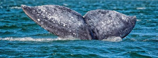 grijs walvis staart gaan naar beneden in oceaan Bij zonsondergang foto