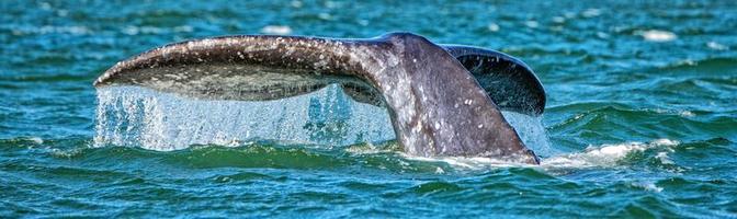 grijs walvis staart gaan naar beneden in oceaan Bij zonsondergang foto