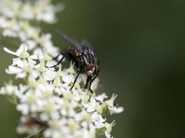 vlieg Aan wit bloem macro foto