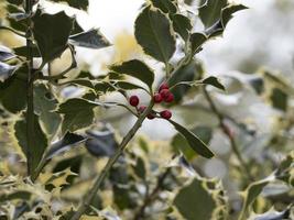 slager bezem met rood fruit maretak Kerstmis foto