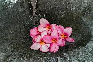 frangipani spa bloemen bloemblaadjes dichtbij omhoog detail geïsoleerd foto