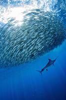 gestreept marlijn en zee leeuw jacht- in sardine aas bal in grote Oceaan oceaan foto