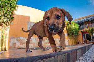 puppy pasgeboren bruin hond kijken Bij u foto