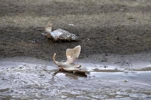 veel haai hoofden Aan de strand na vinnen foto