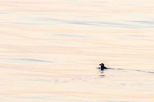 papegaaiduiker Bij zonsondergang in middellandse Zee Ligurisch zee ultra bijzonder foto