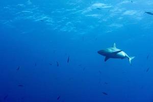 grijs haai klaar naar aanval onderwater- in de blauw foto