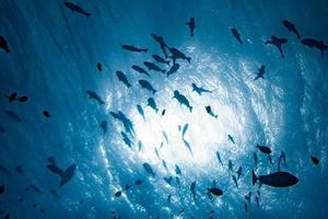 reusachtig trevally tonijn caranx vis geïsoleerd Aan blauw foto