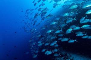 reusachtig trevally tonijn caranx vis geïsoleerd Aan blauw duiken Maldiven foto