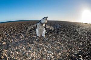 baby Patagonië pinguïn dichtbij omhoog portret foto