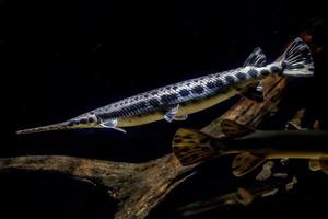 alligator gar vis onderwater- dichtbij omhoog macro foto