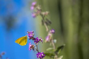 geel vlinder in Californië woestijn foto