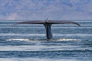 blauw walvis staart de grootste dier in de wereld Bij zonsondergang in baja Californië sur Mexico foto