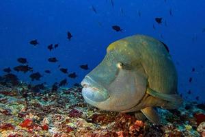 Napoleon vis onderwater- in Maldiven foto