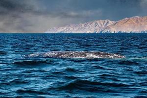 grijs walvis staart gaan naar beneden in oceaan Bij zonsondergang foto