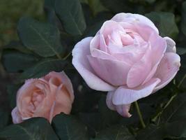 bijzonder roos bloem Bij teelt tuin soorten foto