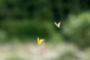 liefde vliegen van vlinder Aan gras achtergrond foto
