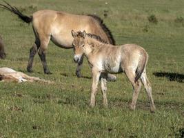 baby pasgeboren przewalski paard portret in zomer foto