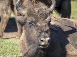 Europese bizon portret in zomer foto